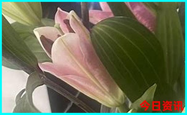 云南旅游什么季节去最合适
